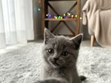 Harika Güzellikte British Shorthair Yavrumuz