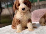 Çift Renk Kahverengi Beyaz Doodle Yavrular