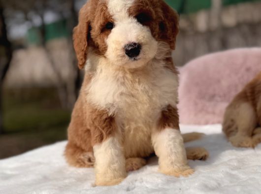 Çift Renk Kahverengi Beyaz Doodle Yavrular görsel
