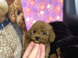 A Kalite Toy Poodle Yavrular 3 Kardeş