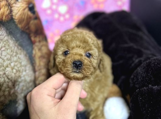 A Kalite toy poodle yavrular 3 kardeş