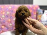 A Kalite Toy Poodle Yavrular 3 Kardeş