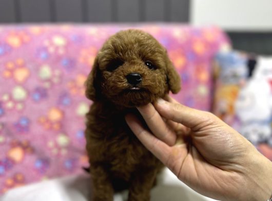A Kalite Toy Poodle Yavrular 3 Kardeş görsel