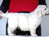 Fci Kif Secereli Golden Retriever