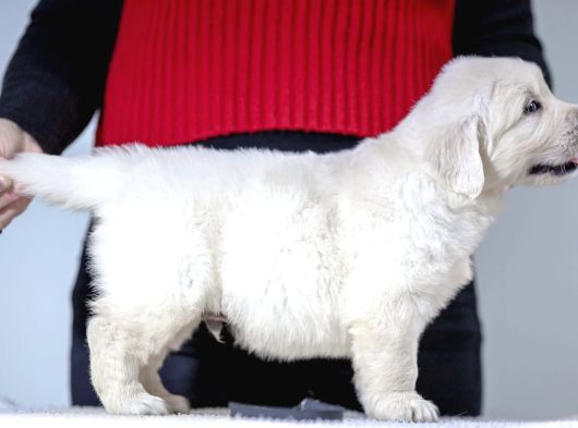 Fci Kif Secereli Golden Retriever görsel