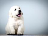 FCI KIF Secereli Golden Retriever