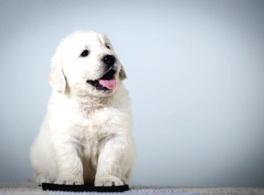 Fci Kif Secereli Golden Retriever