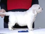 Fci Kif Secereli Golden Retriever