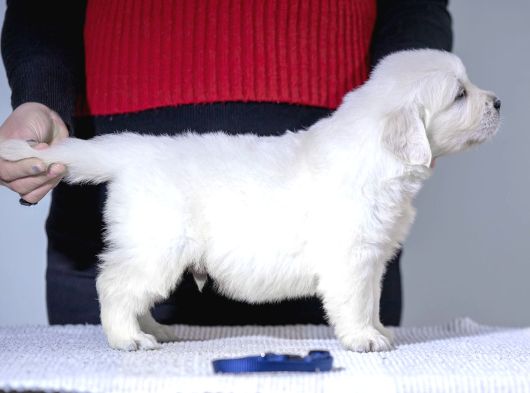 Fci Kif Secereli Golden Retriever görsel