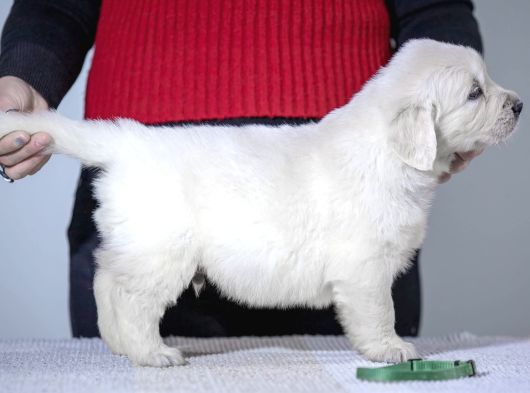 Fci Kif Secereli Golden Retriever görsel