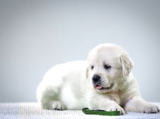 Fci Kif Secereli Golden Retriever görsel