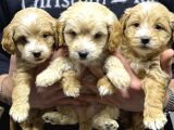 A kalite maltipoo yavrular