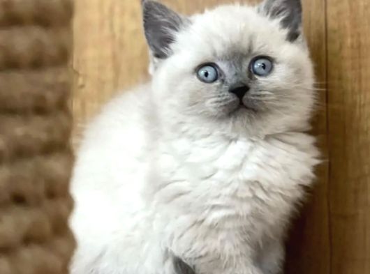 Bri̇ti̇sshorthai̇r Yavrulari Ankara Kedi̇ görsel