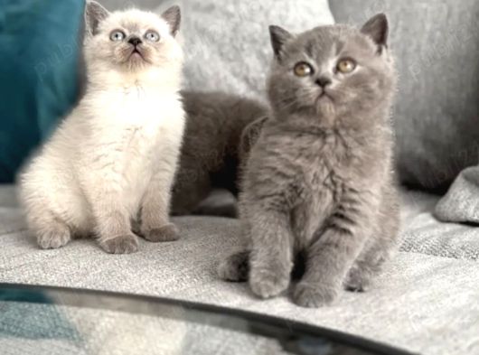 Bri̇ti̇sshorthai̇r Yavrulari Ankara Kedi̇ görsel