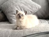 Bri̇ti̇sshorthai̇r Yavrulari Ankara Kedi̇
