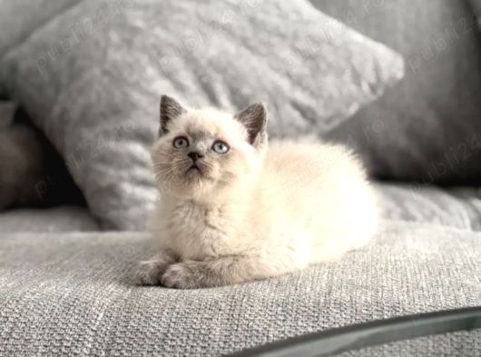 Bri̇ti̇sshorthai̇r Yavrulari Ankara Kedi̇ görsel