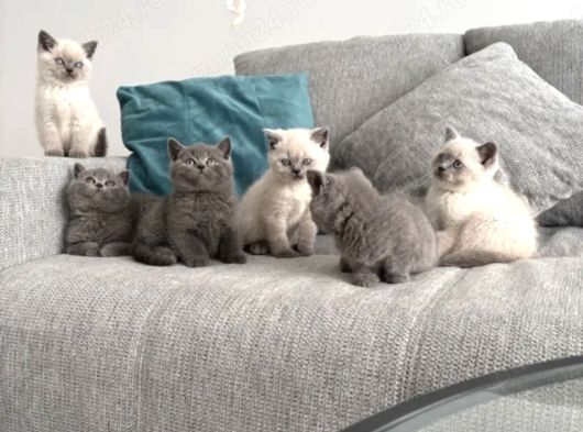Bri̇ti̇sshorthai̇r Yavrulari Ankara Kedi̇ görsel
