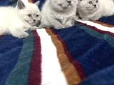 Bri̇ti̇sshorthai̇r Yavrulari Ankara Kedi̇
