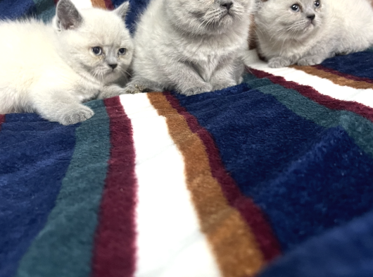 Bri̇ti̇sshorthai̇r Yavrulari Ankara Kedi̇ görsel
