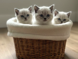 BRİTİSSHORTHAİR YAVRULARI ANKARA KEDİ