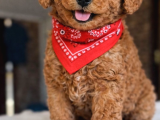 Toypoodle Teacupkore