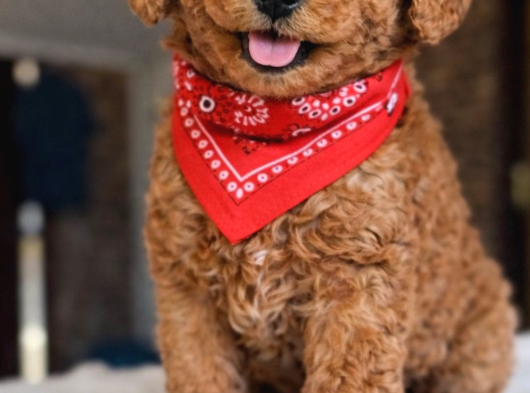 Toypoodle Teacupkore görsel