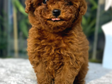 Toypoodle Teacupkore