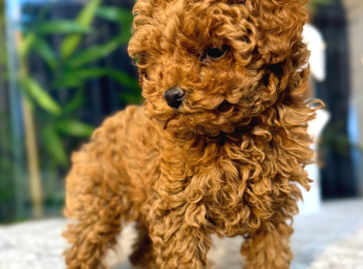 Toypoodle Teacupkore görsel
