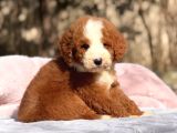 Standart dev poodle yavrular