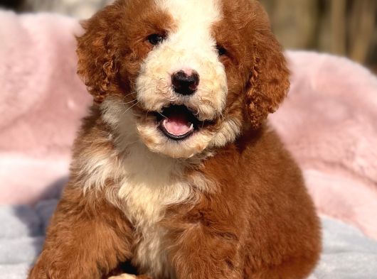 Standart Dev Poodle Yavrular görsel
