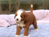 Standart Dev Poodle Yavrular
