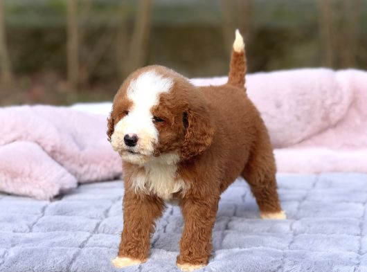Standart Dev Poodle Yavrular görsel
