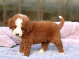 Standart Dev Poodle Yavrular