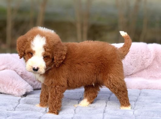 Standart Dev Poodle Yavrular görsel