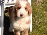 LABRADOODLE YAVRULAR