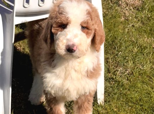 Labradoodle Yavrular