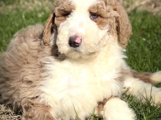 Labradoodle Yavrular görsel