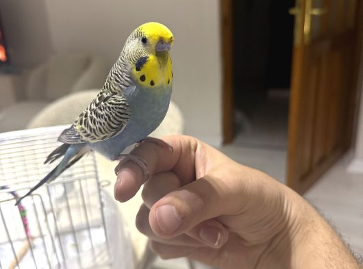 Evcil Bilezikli Konuşan Erkek 6500 Gereksiz Ulaşma