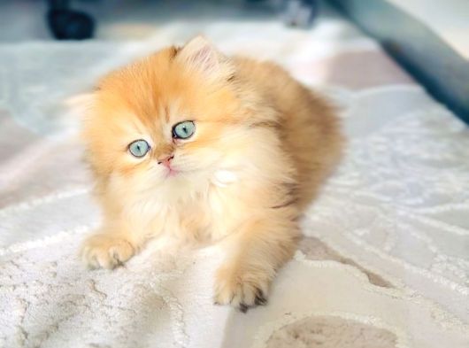 Safkan British Longhair Prenses görsel