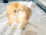 Safkan British Longhair prenses