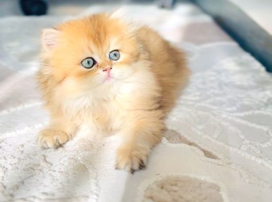 Safkan British Longhair Prenses