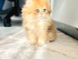 Safkan British Longhair Prenses
