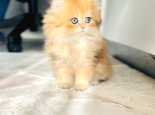 Safkan British Longhair Prenses görsel