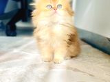 Safkan British Longhair Prenses