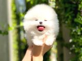 Safkan Pomeranian Boo Yavrularımız Yeni Evini Bekli