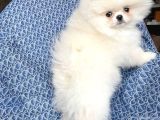 Safkan Pomeranian Boo Yavrularımız Yeni Evini Bekli