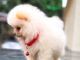 Safkan Pomeranian boo yavrularımız yeni evini bekli