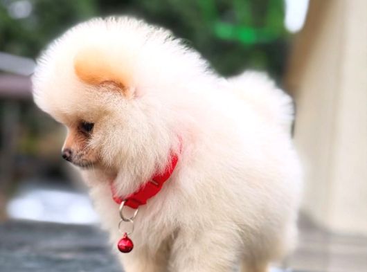 Safkan Pomeranian Boo Yavrularımız Yeni Evini Bekli