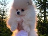 Safkan Pomeranian Boo Yavrularımız Yeni Evini Bekli