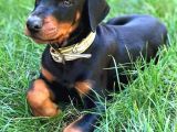 Doberman Yavrulari İstanbul